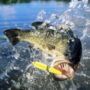 Bass Tackle